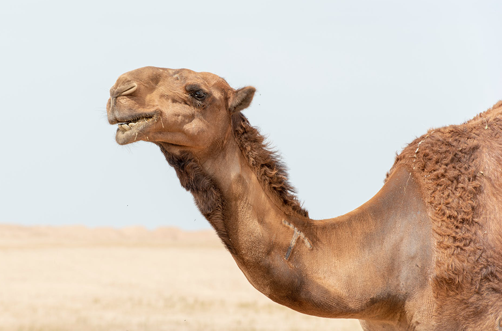 Getting Started with Apache Camel